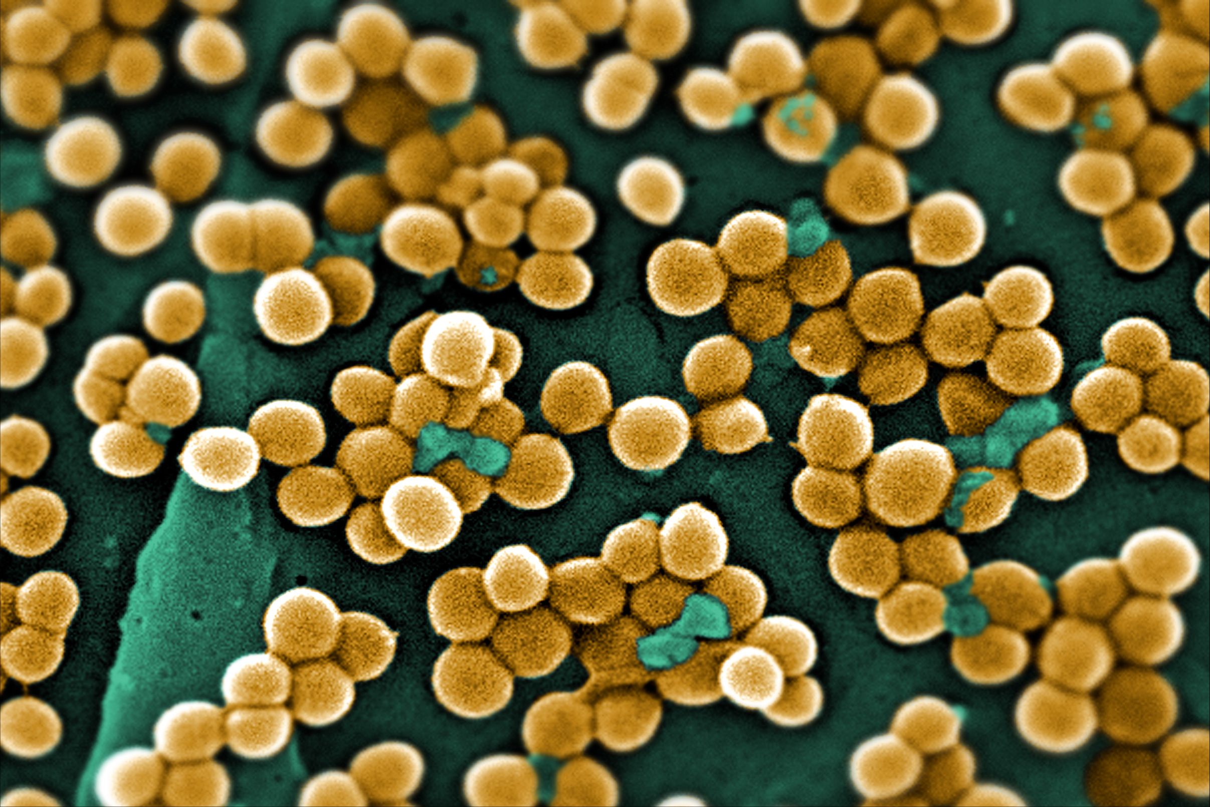 Clumps of Bacteria